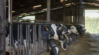 Quarante-cinq bovins ont été blessés, dont neuf ont dû être euthanasiés, après une intrusion dans un élevage (photo d'illustration). Quarante-cinq bovins ont été blessés, dont neuf ont dû être euthanasiés, après une intrusion dans un élevage (photo d'illustration).